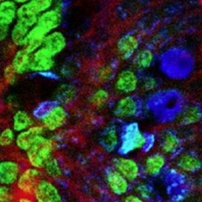 熒光濾光片里面說的熒光是什么光？