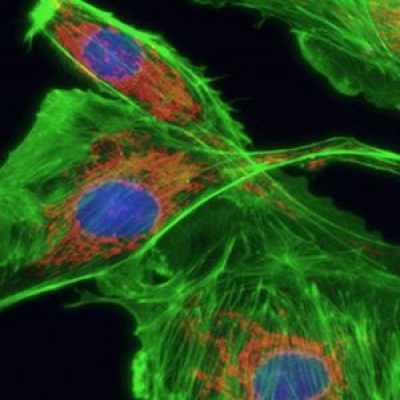 熒光顯微鏡的結(jié)構(gòu)里用到幾片濾光片？